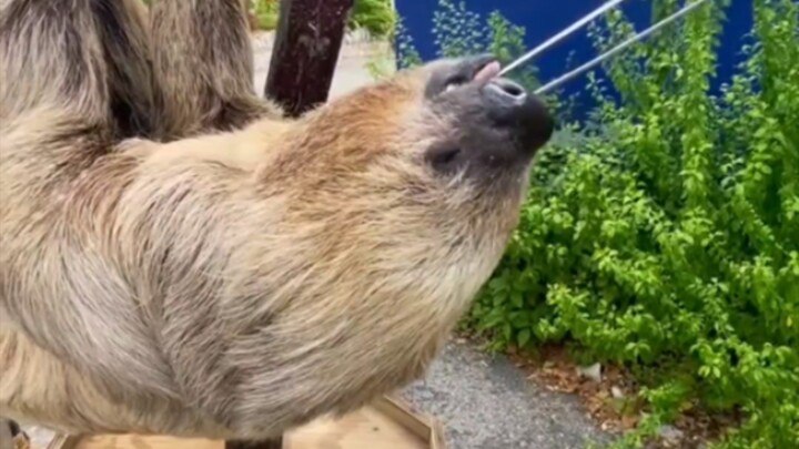 Lightning’s boot speed outpaces 99% of sloths worldwide!