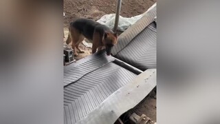 đã làm thì phải có trách nhiệm nhé 🤣🤣 xuhuong trending xuhuongtiktok chócute dogs doglover chó chó_cưngpetlover pet