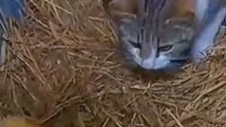 Tình mẹ tràn đầy