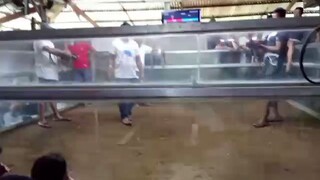 MJF Mayahin vs Dalunsapi, pag malaki ang kalaban malapit sa panalo yan, kc malaki ang patamaan🤣🤣🐓