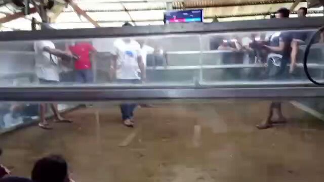 MJF Mayahin vs Dalunsapi, pag malaki ang kalaban malapit sa panalo yan, kc malaki ang patamaan🤣🤣🐓