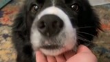 วางมือไว้ข้างหน้าสุนัขของคุณและดูว่าพวกมันมีปฏิกิริยาอย่างไร