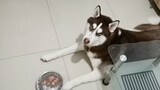 Wrap Husky's food bowl with plastic wrap, what will he do