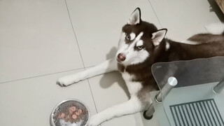 Dùng màng bọc nilong bọc bát của husky lại xem nó có phản ứng sao