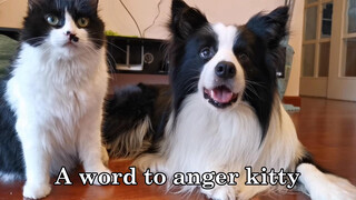 Infuriate the Kitten With One Sentence