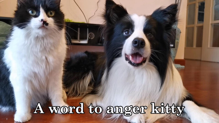 1คำทำให้แมวโกรธ
