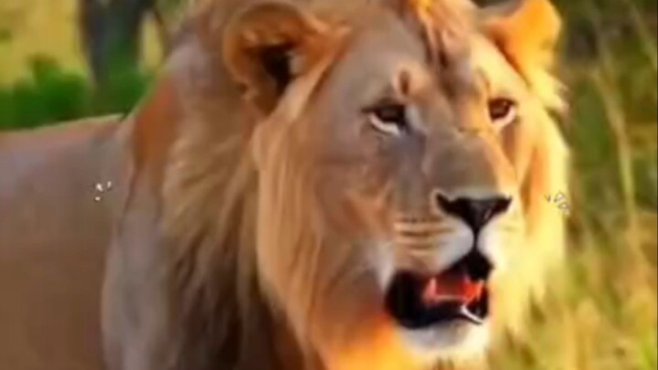 Shocking Lion facts