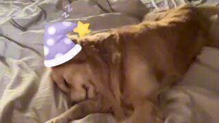 Comforting Dog: Please Follow the Dog Stock Theorem