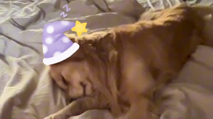 抚慰犬：请根据狗股定理