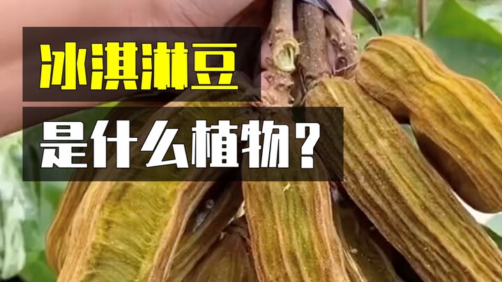 พืชชนิดนี้กินแล้วกลับมีรสชาติเหมือนไอศกรีม?