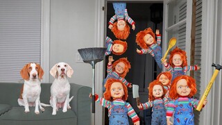 Dog vs Chucky Apocalypse Prank สุนัขตลก Maymo และ Pot Pie กับการบุกรุกของ Chucky