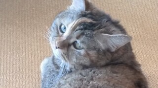 小猫咪我可以摸你的皮咕吗