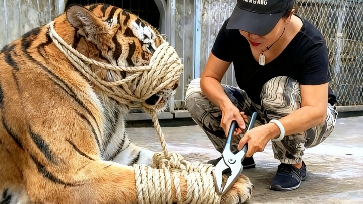 Hổ Vương: Hãy lên tiếng vì tôi, sự thật đúng là như thế này!