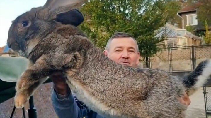 Pemuda Temukan Satu Sarang Bayi Kelinci Kesepian di Halaman Belakang, Tinggalkan pada Nenek untuk Di