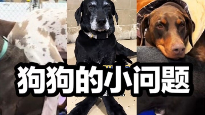 Pesta Masalah Anjing-anjing di Tempat Penitipan Anjing Hari Ini Pt.32