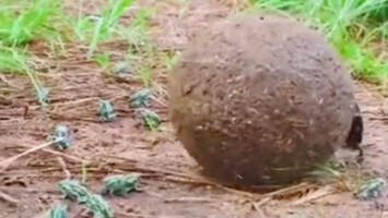 الخنفساء تشعر بالانهيار من الداخل.