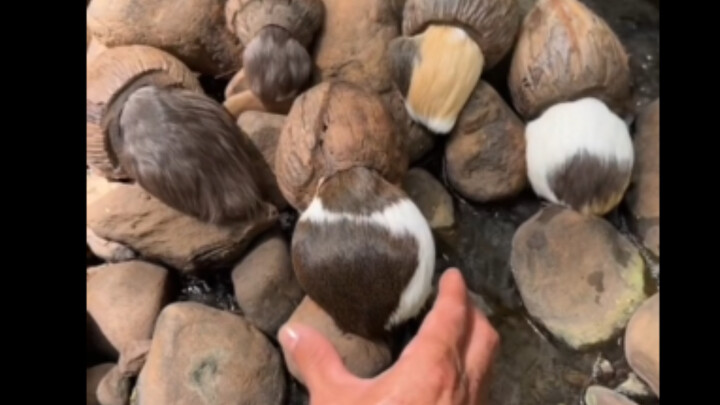 นี่มันอะไรกัน? ปีศาจตูดรั่วใหญ่ห้าตัว ต้องจับออกมาสักตัวมาดูก่อน