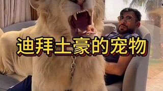迪拜土豪是如何把猛兽狮子当成宠物的？ #猛兽  #迪拜土豪  #宠物