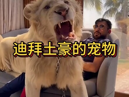 How do Dubai tycoons treat fierce lions as pets? #FierceAnimals #DubaiTycoons #Pets