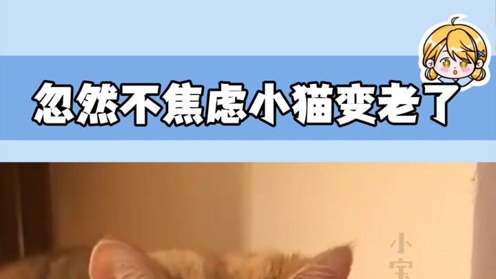 Tiba-tiba saya tidak lagi merasa cemas tentang kenyataan bahwa anak kucing itu akan bertambah tua.
