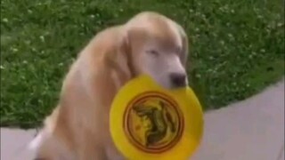 Don't play with strange dogs