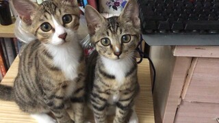 狸花猫兄妹同框啦！看着它们就感觉被治愈了！