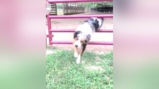 Tui đi cắt sổ đỏ đây nó lanodos chó pet thucung dog funny xuhuong