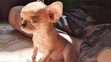 Angry Pets Compilation Funny Angry Dogs of the Week