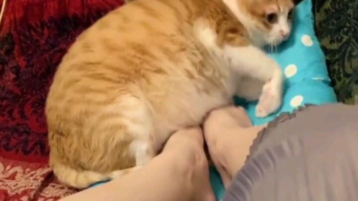 Nuôi mèo ngàn ngày, dùng mèo một lúc