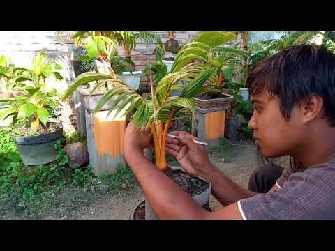 Memangkas Pelepah Bonsai Kelapa Agar Tampak Rapi & Indah