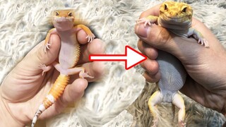 Eyelid Geckos: Kaulah yang Membuat berat badanku bertambah