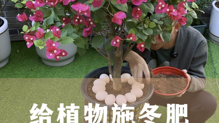 Bón phân đông cho cây