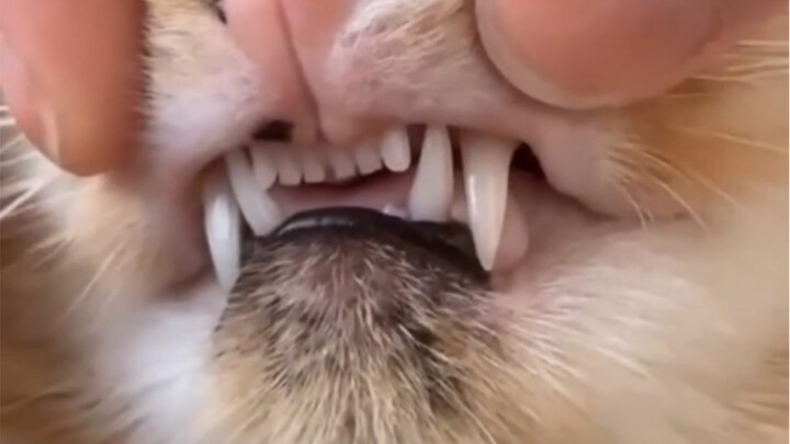 Cats’ cute little mini teeth