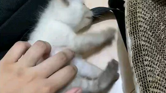 Neko😺