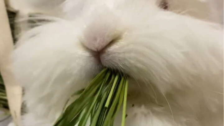 Mumpung ada, bikin aja video potongan rumput!