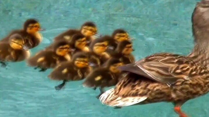 The little duck is trapped in the swimming pool, see what the mother duck does!