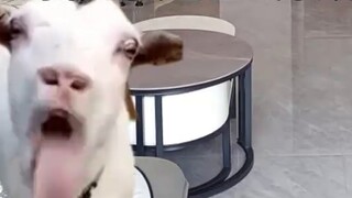 When I was a child, my deskmate pushed me to the ground and bit my face.