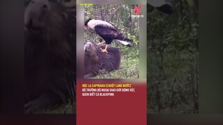 Độc lạ Capybara (chuột lang nước) - bộ trưởng bộ ngoại giao giới động vật, quen biết Blackpink | TGT