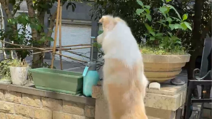 That little orange kitten actually came to our house—aren’t they supposed to be nine out of ten chub