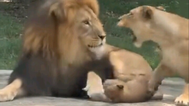 All male creatures get scolded by females