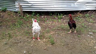 white kelso vs asil cross