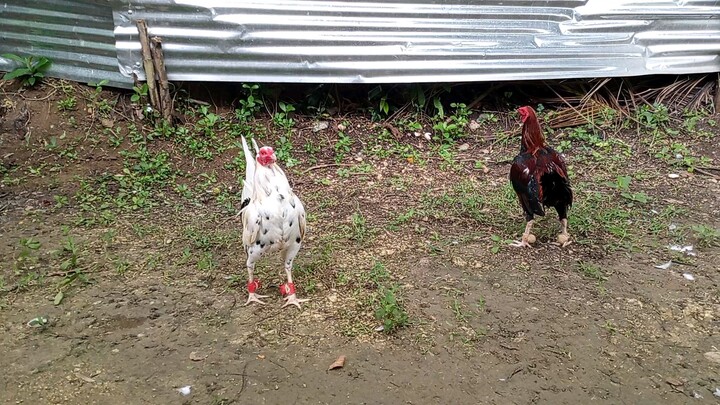 white kelso vs asil cross