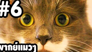 พากย์แมวๆ เดอะ ซีรี่ย์ - Season 1 Ep6「นายหัวฟ้า」ตลกฮาเกรียน