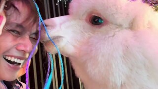 剪个头？？？粉丝挑战要求越发离谱了😂 #看一遍笑一遍 #绝对是亲生的 #宝爸带娃