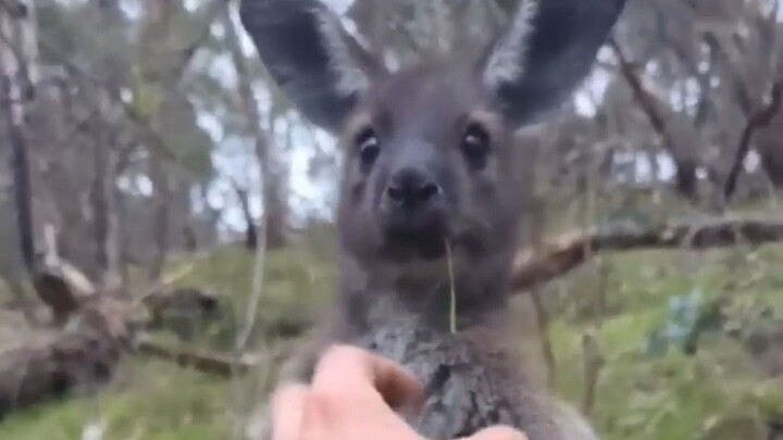 บังเอิญเจอจิงโจ้น้อยน่ารักสุดๆ!