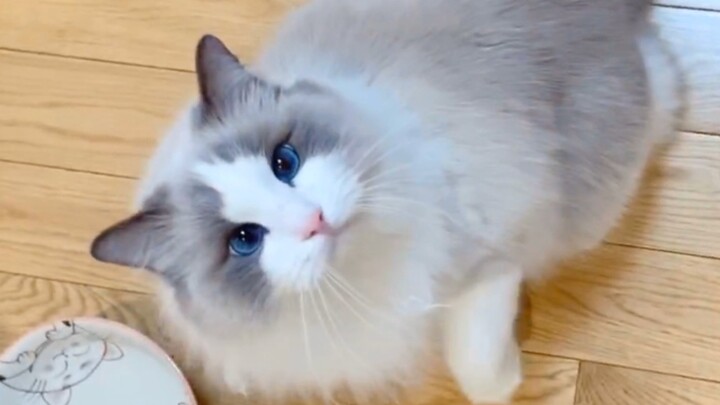 【Mèo Ragdoll】Hát vì cơm, giọng vừa tủi thân lại vừa ngọt ngào, cả trái tim đều dành cho em!