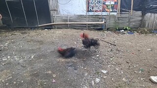 Tornado Hatch vs MelsimBlack 5months Old 🐓💪