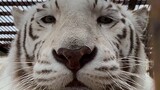 Tiger King: Stupid Humans