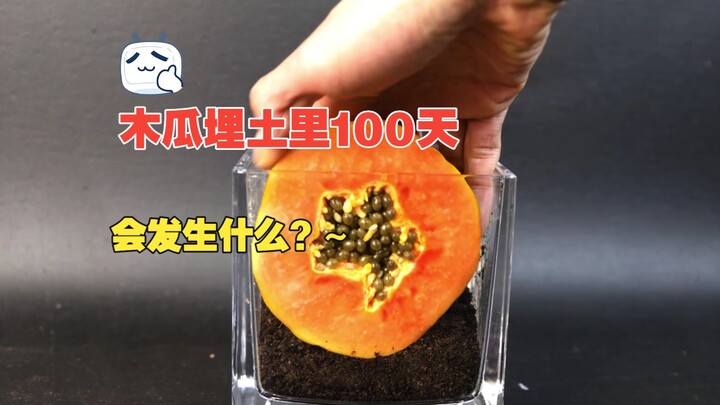 Đào hố chôn quả đu đủ hơn 100 ngày, điều kỳ diệu đã xảy ra…