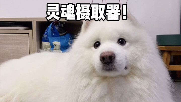 Little Sheep: Another day spent playing boring games with my human.